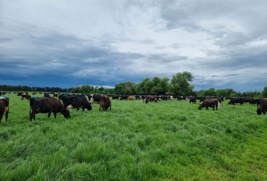 Patiki Cows Grazing