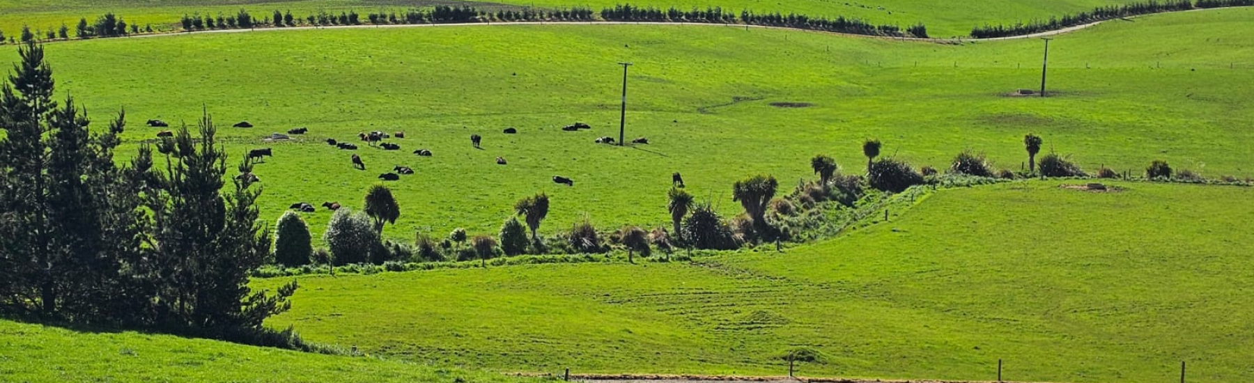 Pukes Paddocks PNG