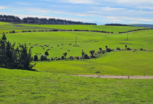 Pukes Paddocks PNG