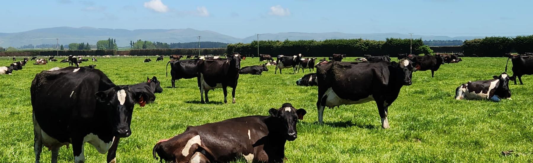 Taurima Cows Nov 24