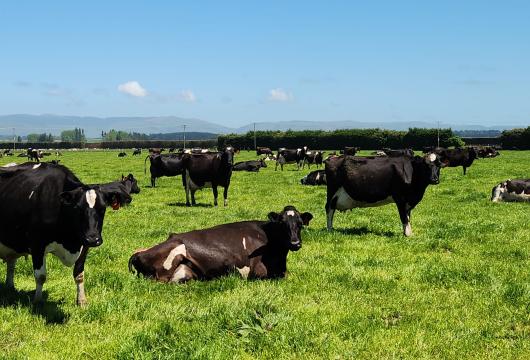 Taurima Cows Nov 24