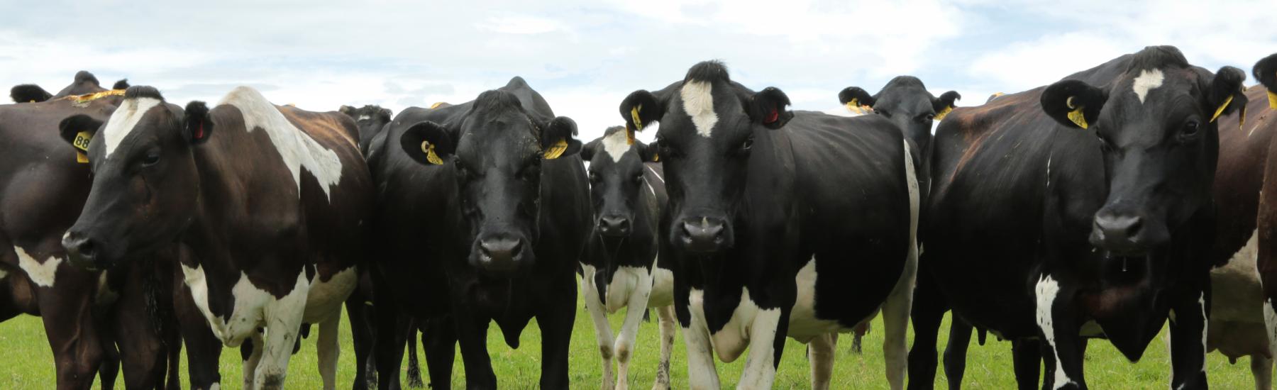 8cafac16af09a0c5c12aa48c4b3101579c253783 (1)